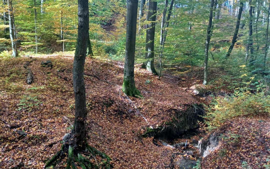 Őszi feltöltődés a vargányában